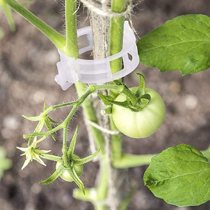 Clips de support pour plantes